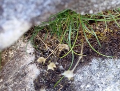 Ornithogalum schlechterianum