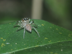 Colyttus