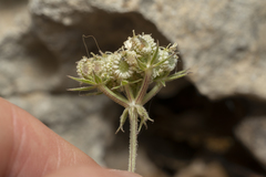 Tordylium aegaeum