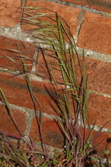 Bromus sterilis