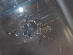 Colyttus