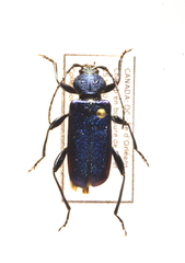 Callidium violaceum