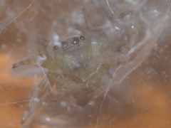 Colyttus