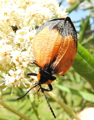 Lycus palliatus
