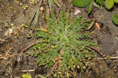 Plantago coronopus