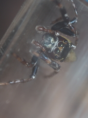 Colyttus