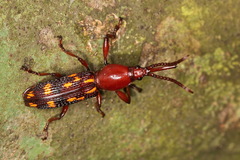 Baryrhynchus poweri