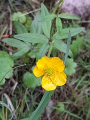 Ranunculus cassubicus