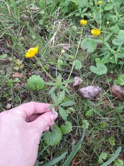 Ranunculus cassubicus