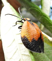 Lycus palliatus