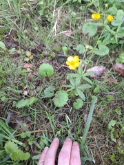 Ranunculus cassubicus