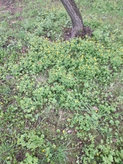 Ranunculus cassubicus