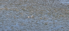 Podiceps cristatus