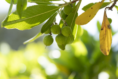 Greek Strawberry Tree (Arbutus andrachne)