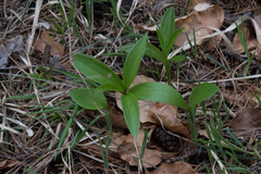 Lilium martagon
