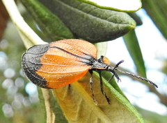 Lycus palliatus