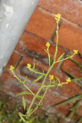Sisymbrium officinale