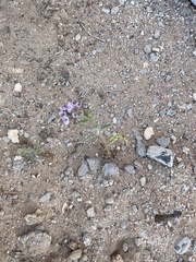 Phacelia integrifolia integrifolia