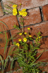 Senecio squalidus
