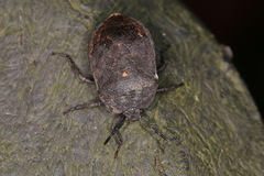 Cyclopelta parva