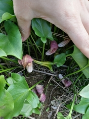 Arisarum simorrhinum