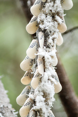 Poekilloptera phalaenoides