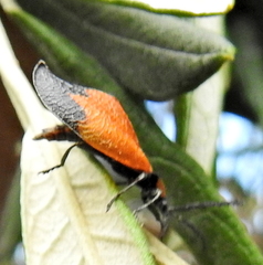 Lycus palliatus