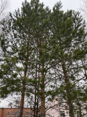 Pinus sylvestris