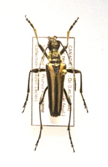 Stenocorus vittiger