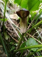 Arisarum simorrhinum