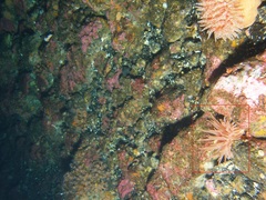 Cribrinopsis fernaldi