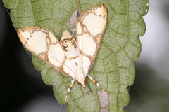Cirrhochrista kosemponialis