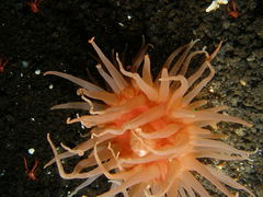 Cribrinopsis fernaldi