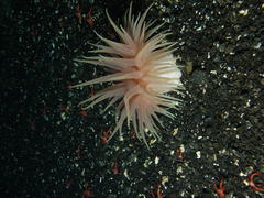 Cribrinopsis fernaldi