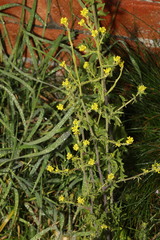 Sisymbrium officinale