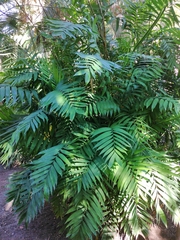 Arecaceae