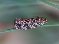 Phaecasiophora niveiguttana