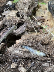 Scolecocampa liburna