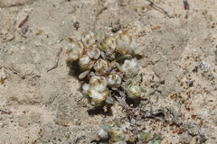 Stylocline gnaphaloides