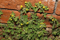 Medicago lupulina