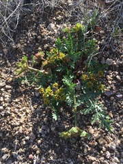 Cymopterus glomeratus