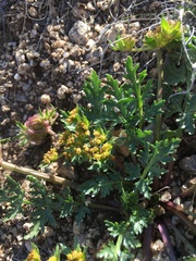 Cymopterus glomeratus