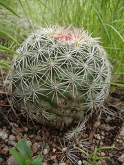 Coryphantha compacta