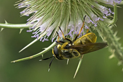 Callicera aurata
