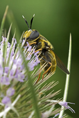 Callicera aurata