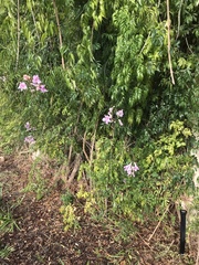 Podranea