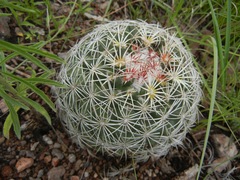 Coryphantha compacta