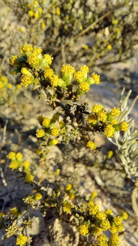 Image of Marasmodes fasciculata by (c) Jacques van der Merwe, some rights reserved (CC BY-SA)