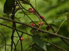 Rubus kawakamii