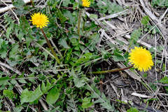 Taraxacum officinale